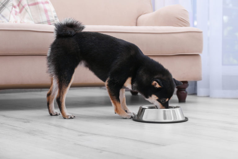 Pravilna hrana za pse pri težavah s sklepi