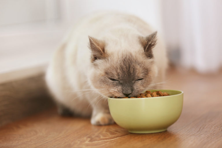 Pravilna hrana za hišne mačke