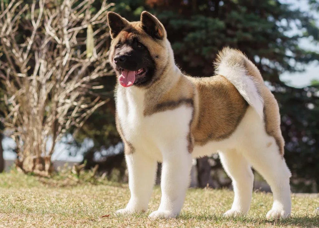 ameriška akita