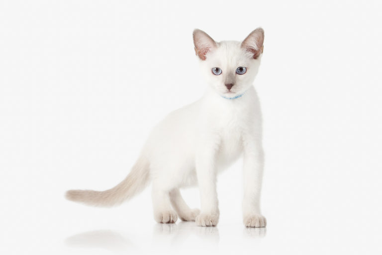 tajska mačka na belem ozadju