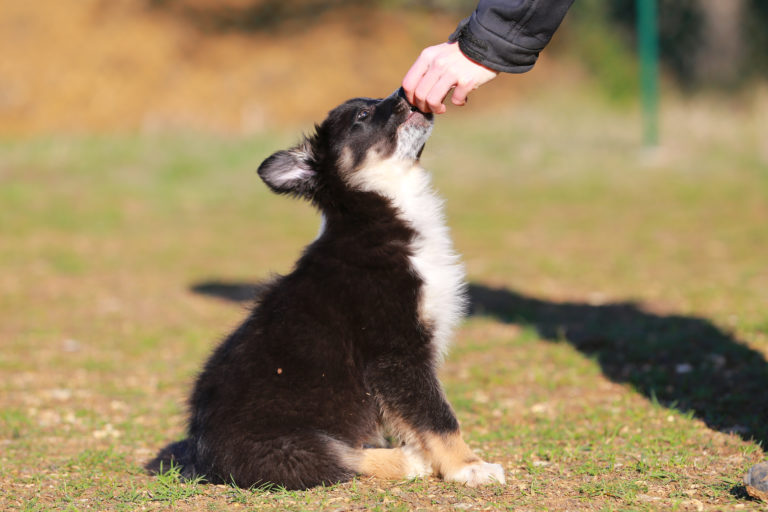 pasja šola za mladičke - border collie