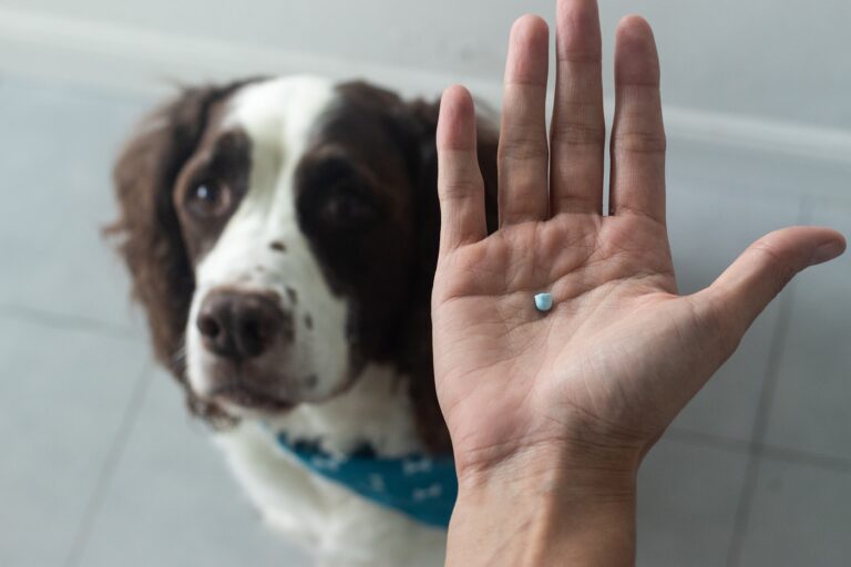 Protibolečinska zdravila za pse - pes gleda v roko s tableto