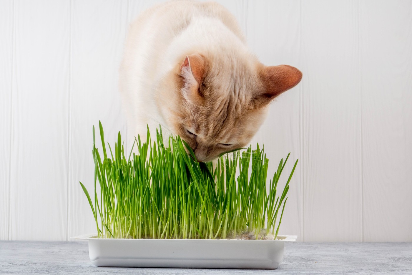 Mačja trava - mačka je travo