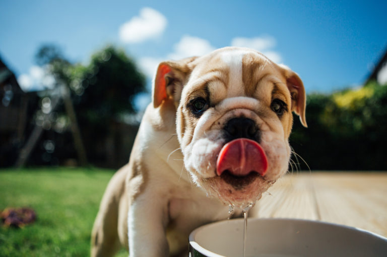Vročinska kap pri psih, pes pije vodo