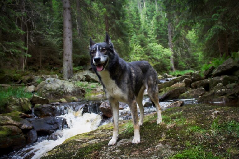 Aljaški husky ob reki