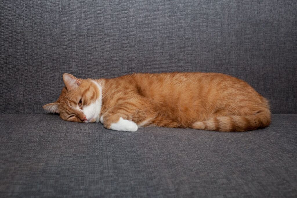 Napihnjenost pri mački - mačka na kavču