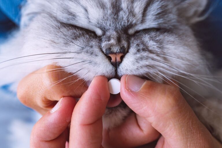 Prekomerno delovanje ščitnice pri mačkah
