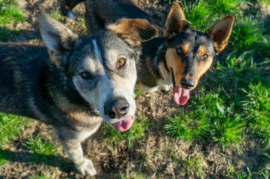 Aljaški husky