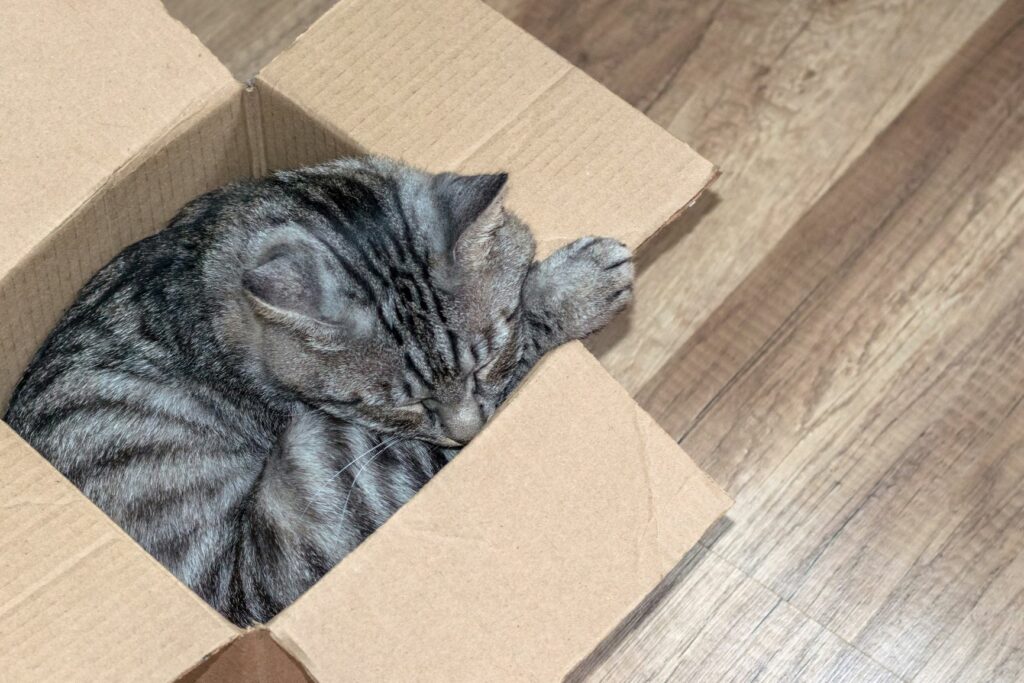 Zakaj imajo mačke rade kartonske škatle