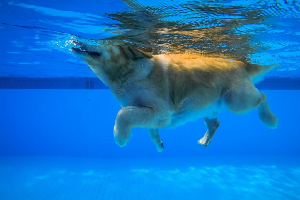 Pasje plavanje