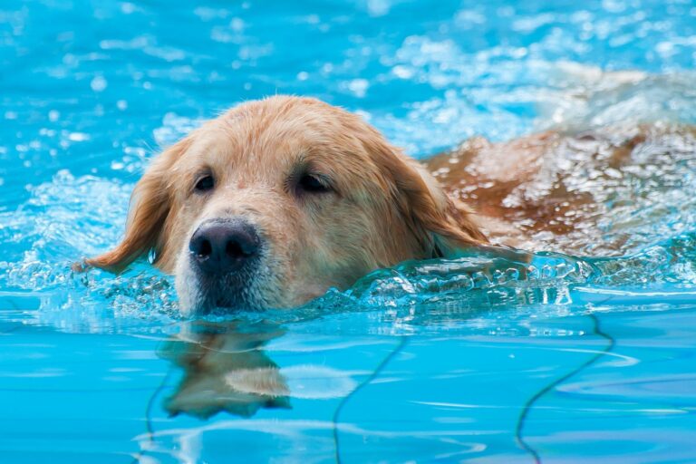 Pasje plavanje