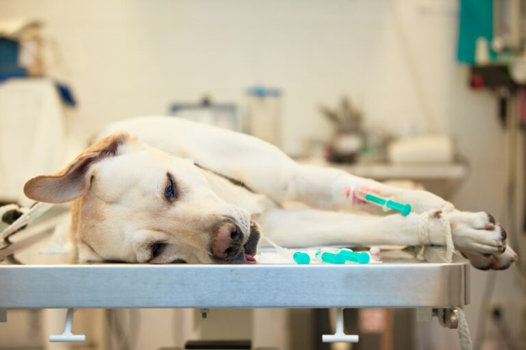 Srčne gliste pri psih - pes na veterinarski mizi