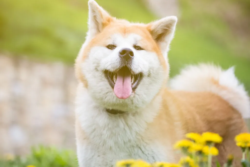 Akita Inu Akita Inu