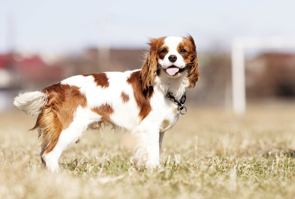 10 najdražjih pasem psov - Cavalier King Charles španjel