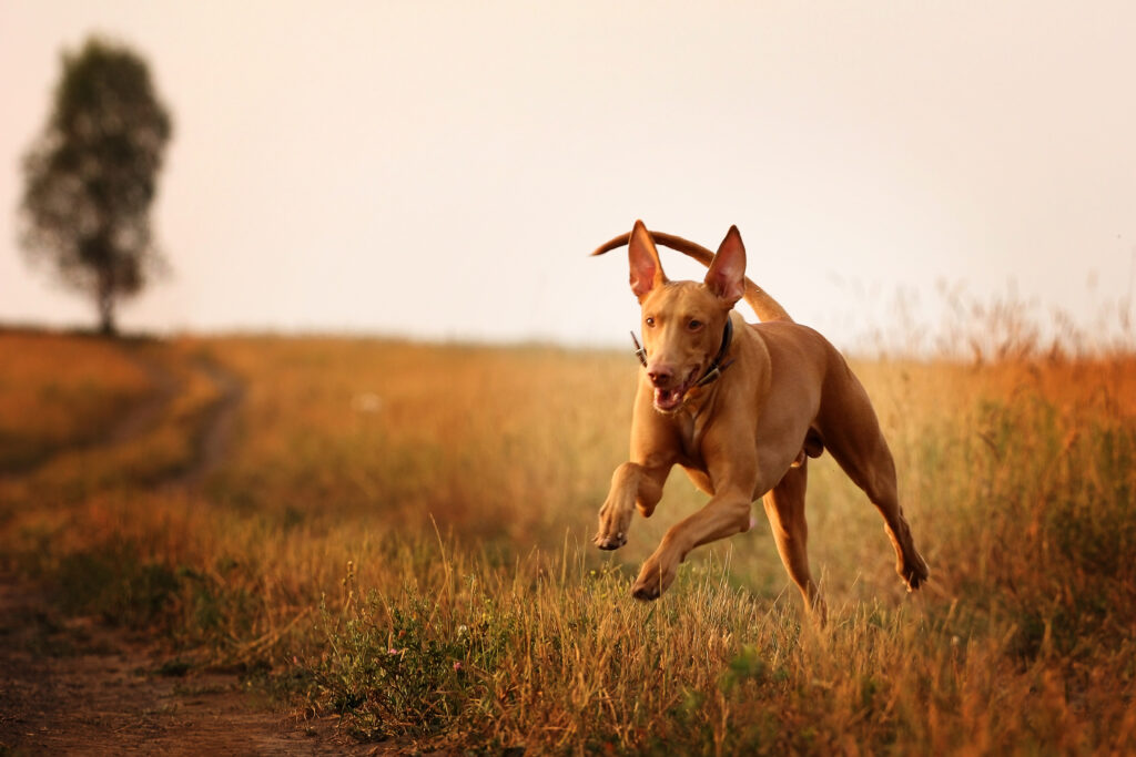 10 najdražjih pasem psov - faraonski pes