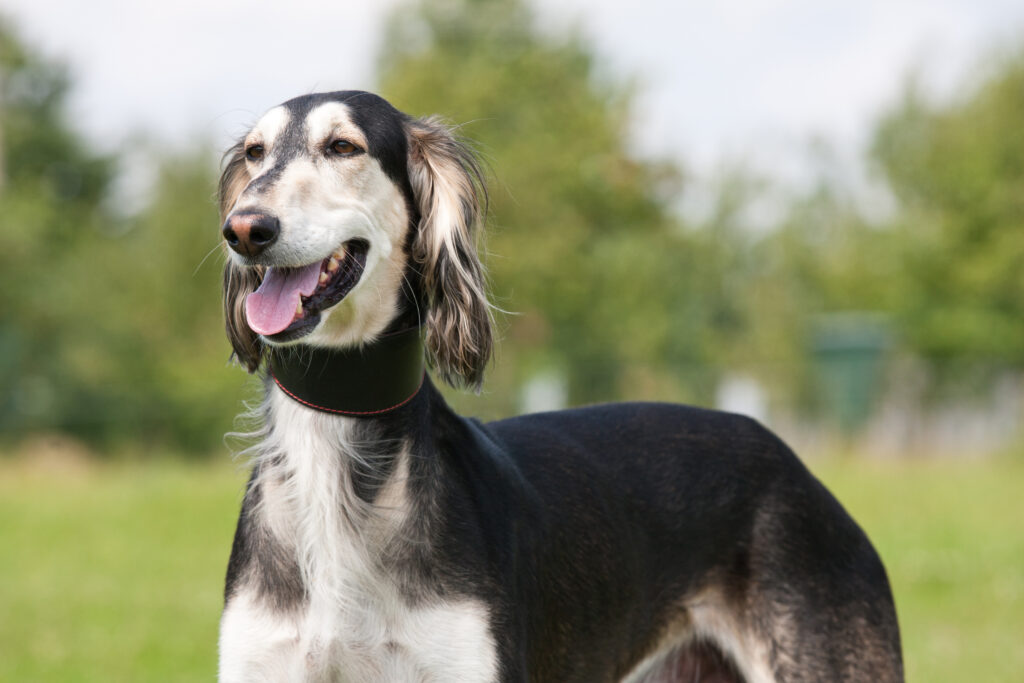 10 najdražjih pasem psov - saluki