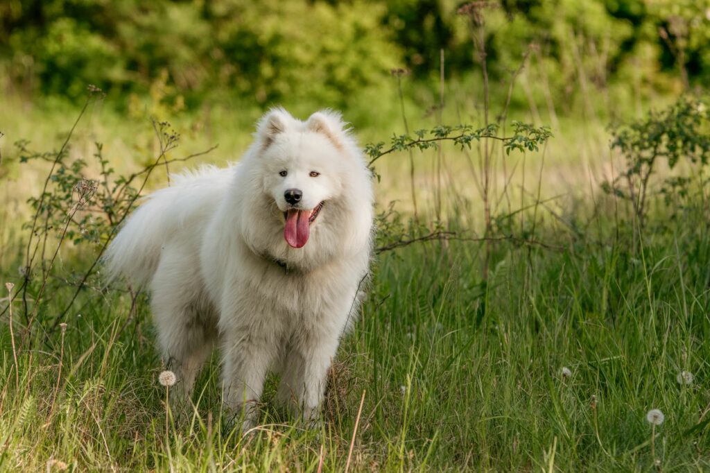 10 najdražjih pasem psov - samojed