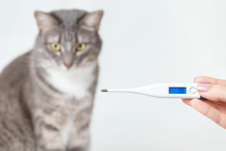 Telesna temperatura mačke