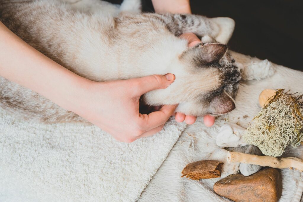 masaža mačke