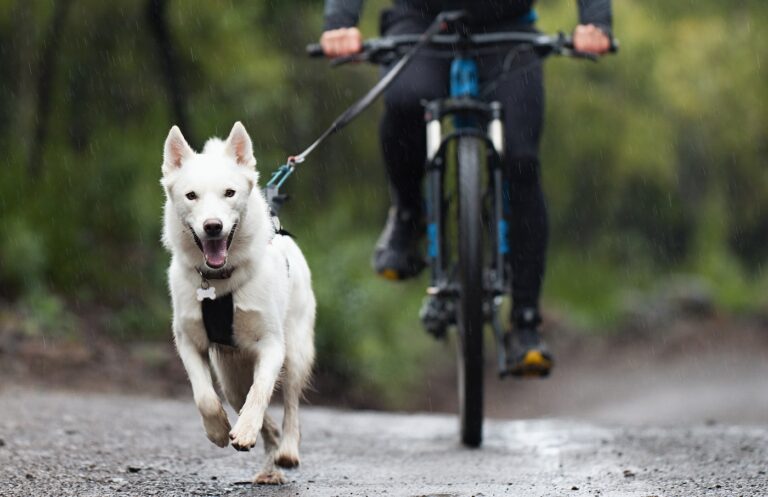 Vlečni šport - pes teče ob kolesu