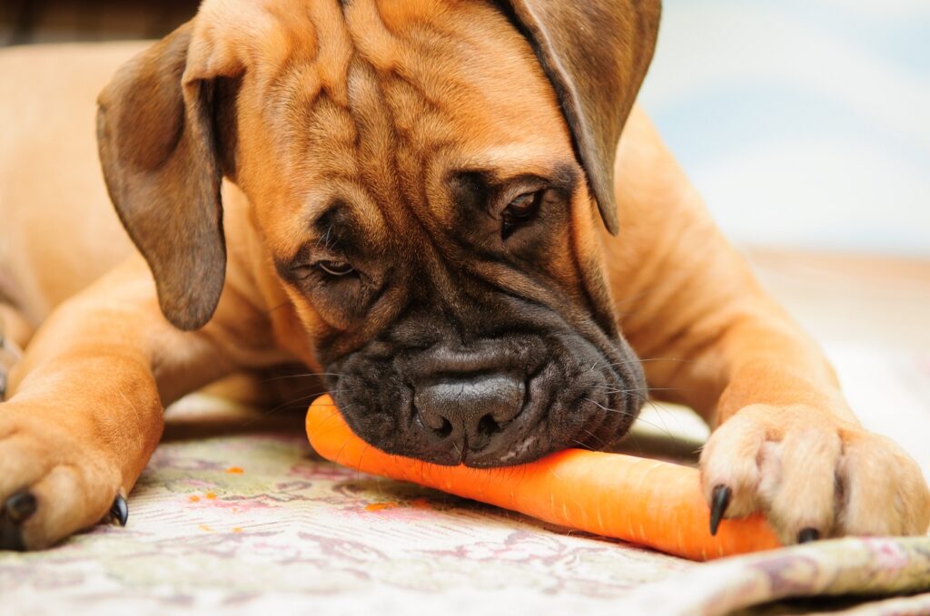 Veganska prehrana za pse - pes je korenje