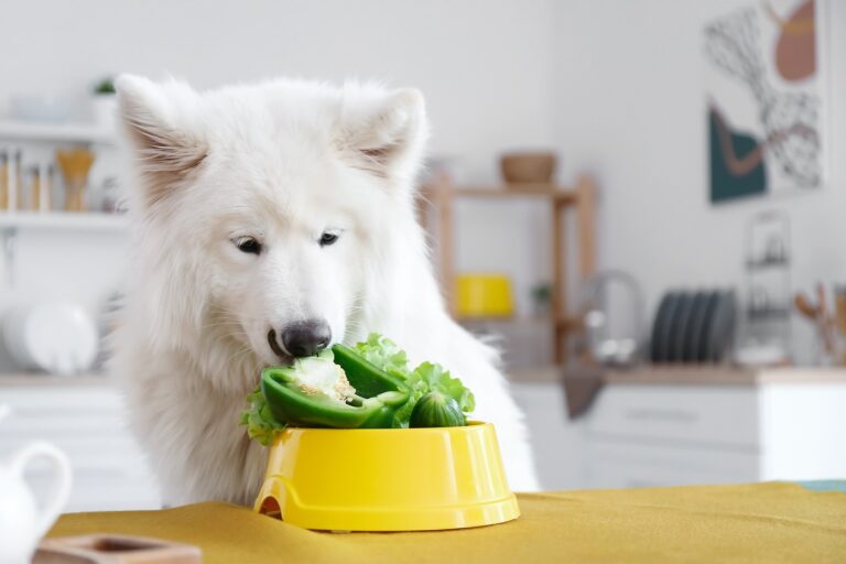 Veganska prehrana za pse - pes z rumeno skledo