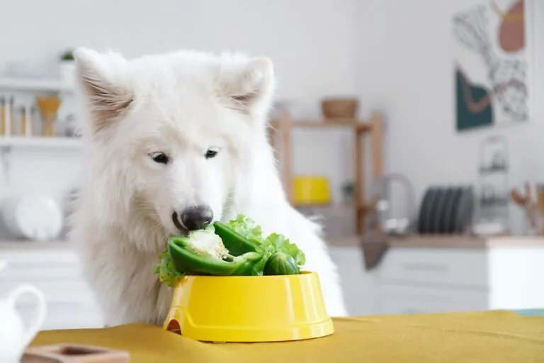 Veganska prehrana za pse – pes z rumeno skledo Veganska prehrana za pse - pes z rumeno skledo