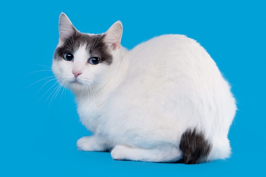Japonska kratkorepa mačka na modrem ozadju