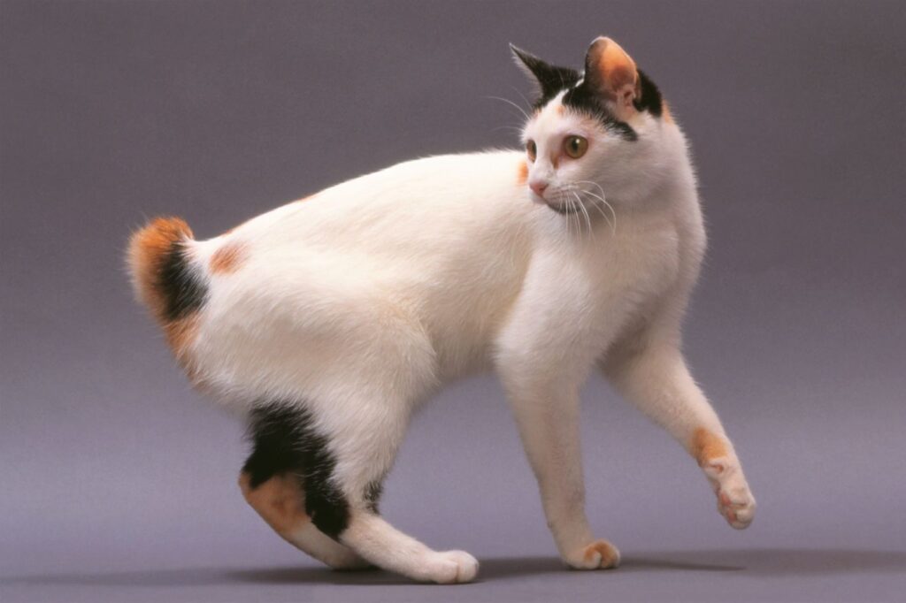 Japonska kratkorepa mačka