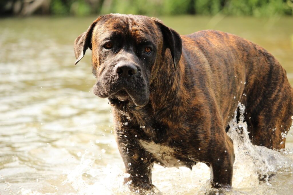 Cane Corso odrasel pes