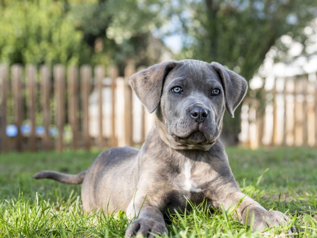 Cane Corso mladič