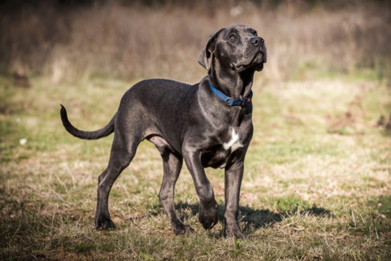 Pes pasme Cane Corso