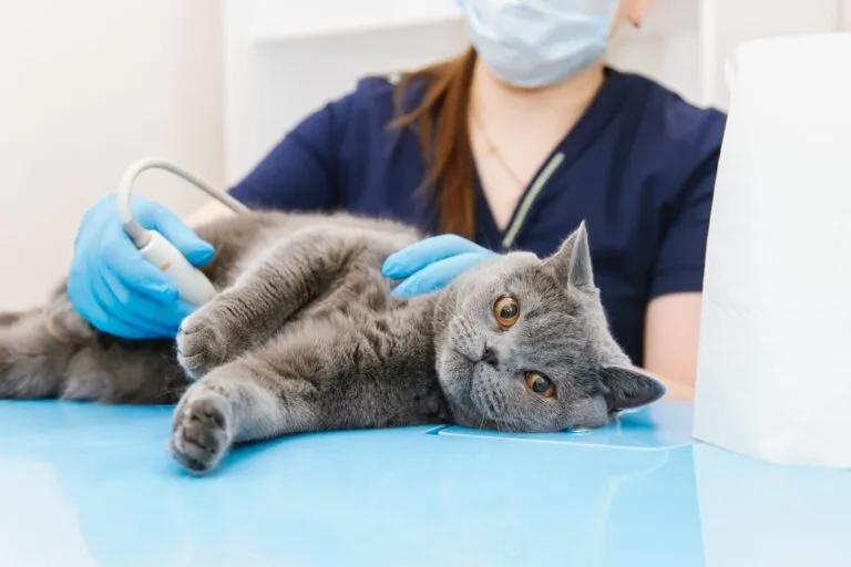 Mačka na ultrazvoku pri veterinarju Mačka pri veterinarju