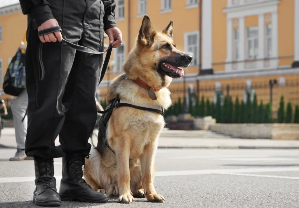 Policijski pes sedi ob svojem vodniku Policijski pes
