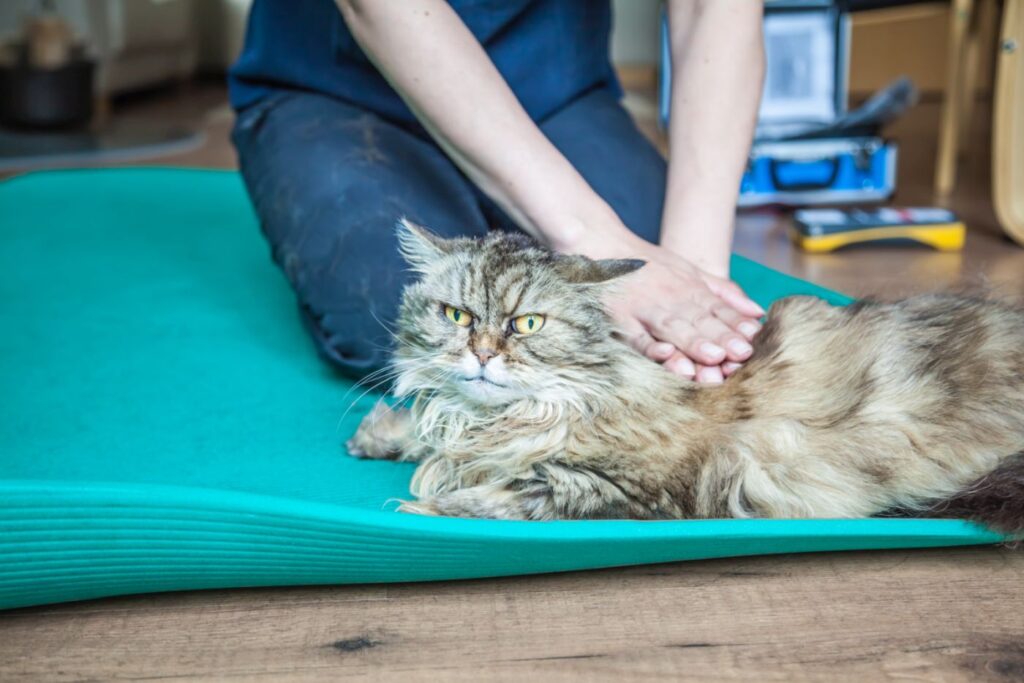 Spondiloza pri mačkah fizioterapija