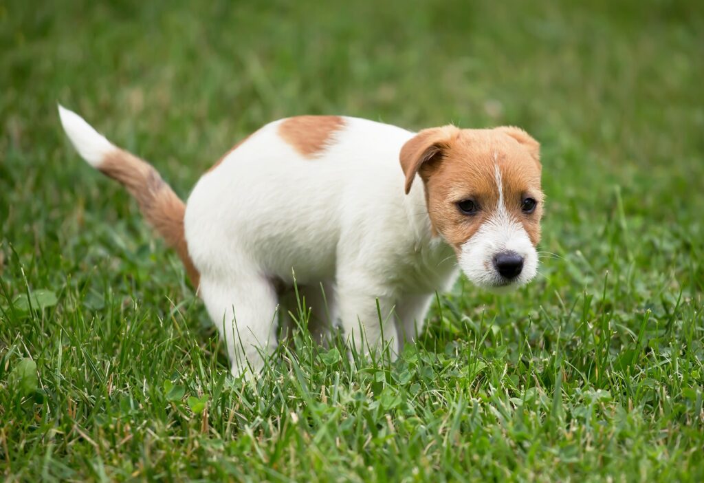 Jack Russel se olajša na travi Čistost pri pasjih mladičkih