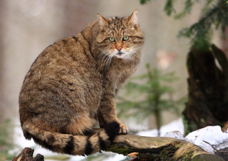 Evropska divja mačka v naravi