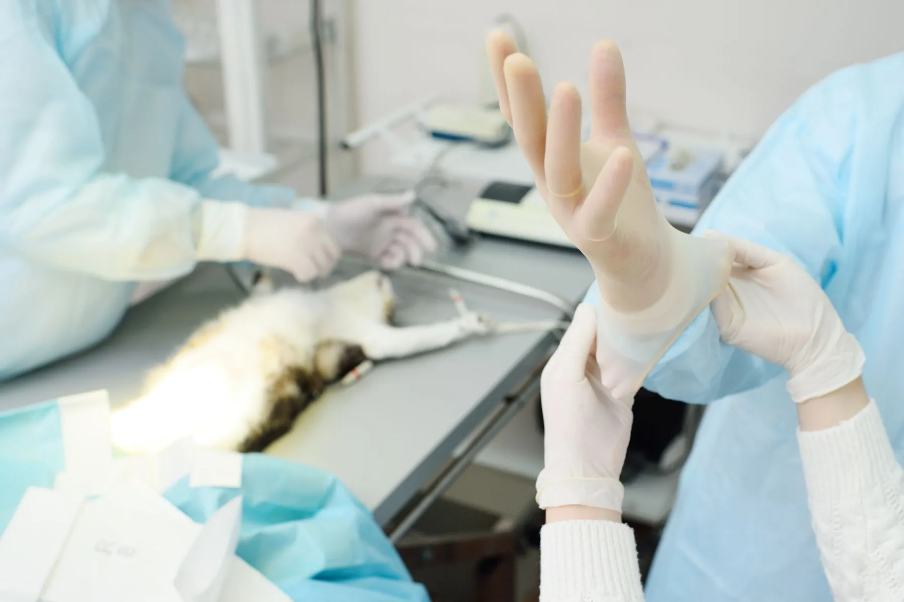 Mačka z vnetjem maternice je sterilizirana Sterilizacija mačke z vnetjem maternice