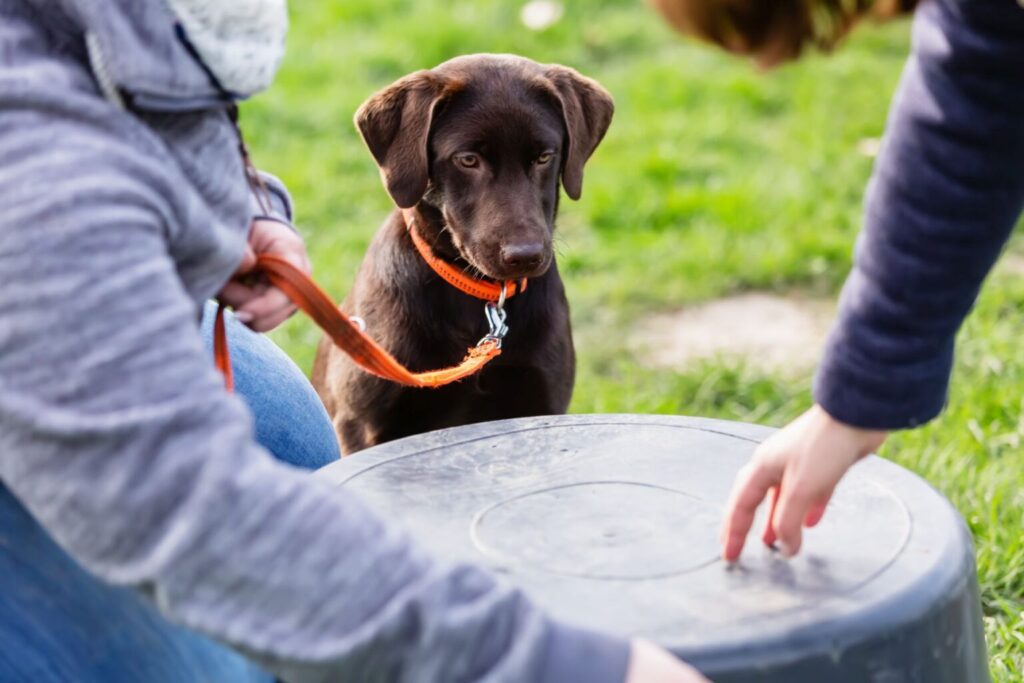 Mladi labradorec se nauči ukaza usposabljanje mladiča labradorca