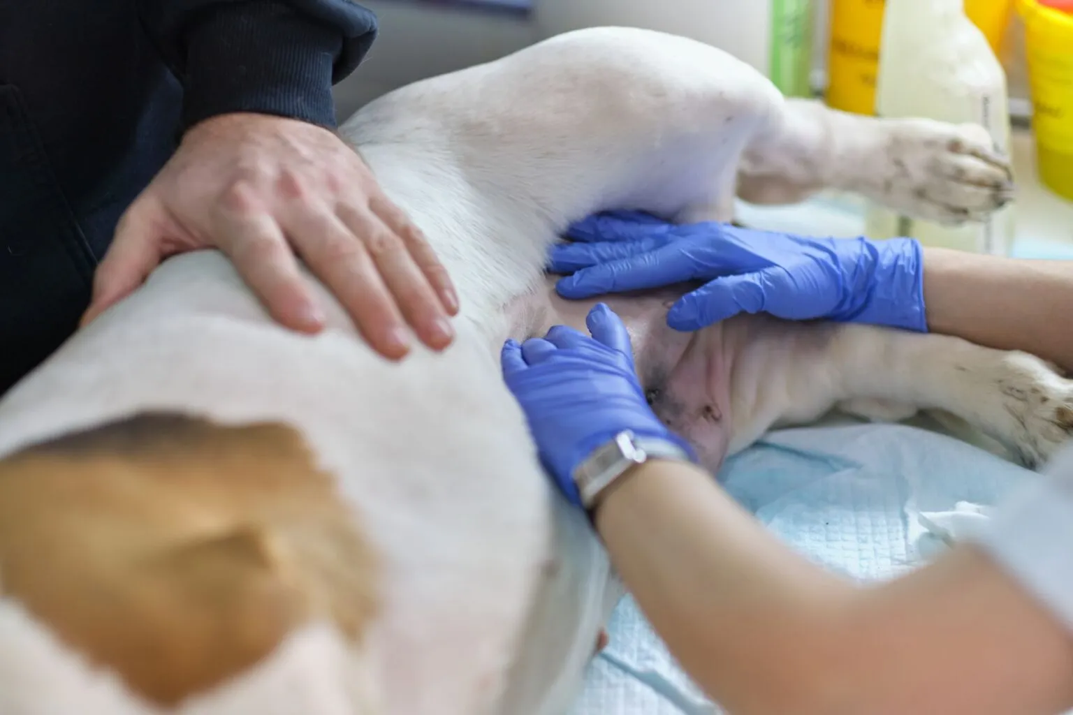 Veterinar pregleda maternico pri psički