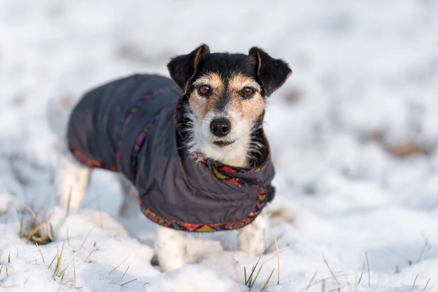 Jack Russell terier pozimi s pasjim plaščem Pes s pasjim plaščem
