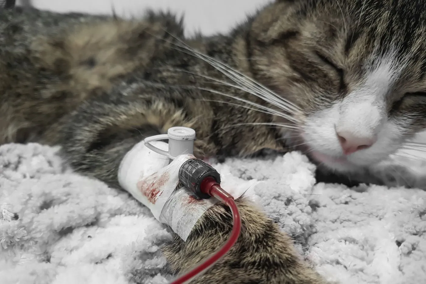 Mačka z anemijo prejme transfuzijo krvi