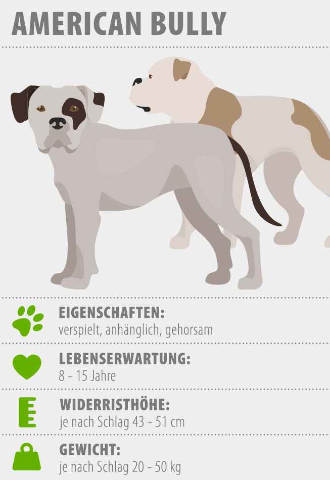 infografika za ameriškega bullyja