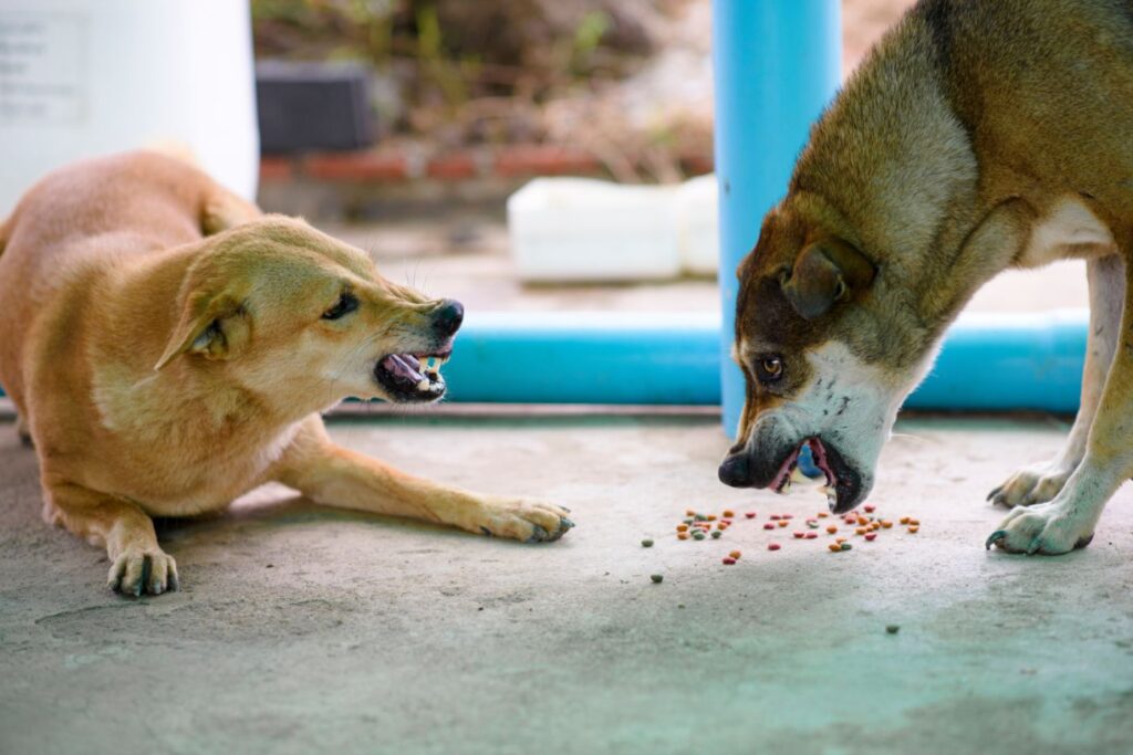 nevoščljivost zaradi hrane in agresivno vedenje psov